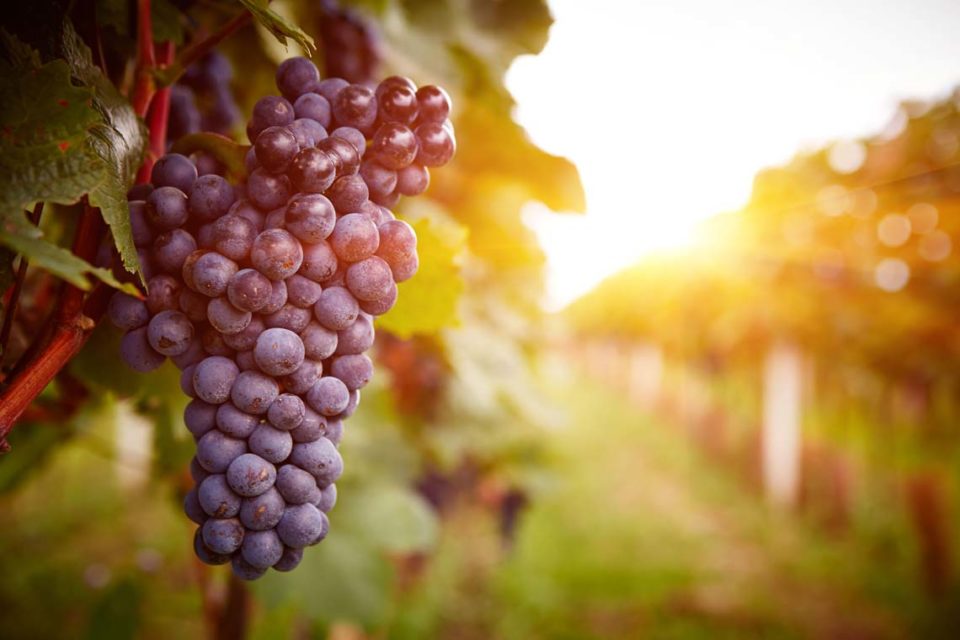 In Lebanese Vineyard, LoRaWAN Is Making Wine Better