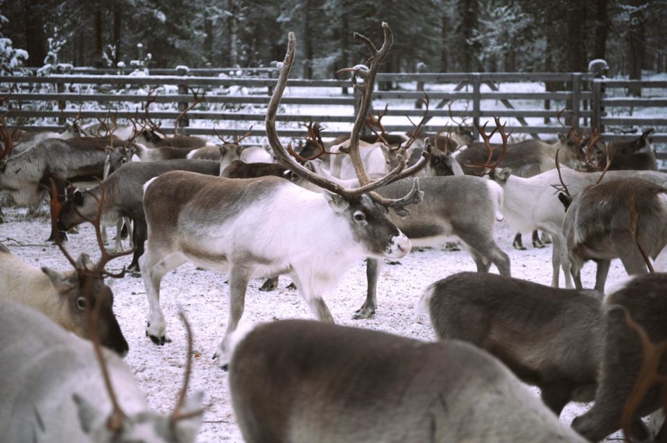 Connected reindeer pave the way for improved herders’ lives