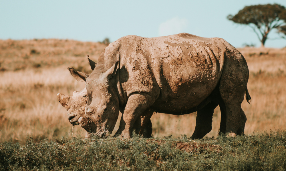 From the ground to the sky: Madikwe’s technological approach to rewilding and rhino conservation